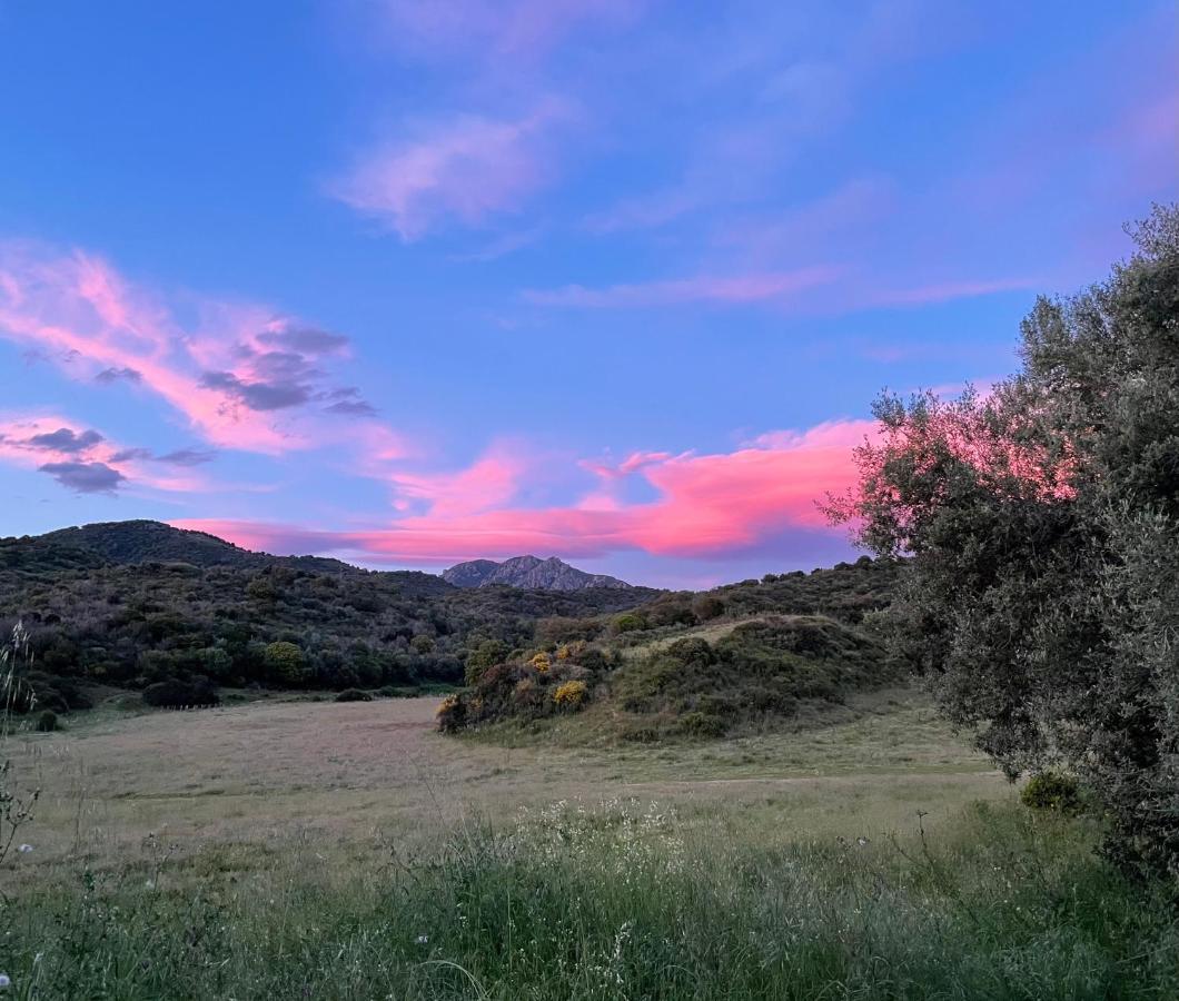 Nuit Calme Sur Domaine Lägenhet Calcatoggio  Exteriör bild